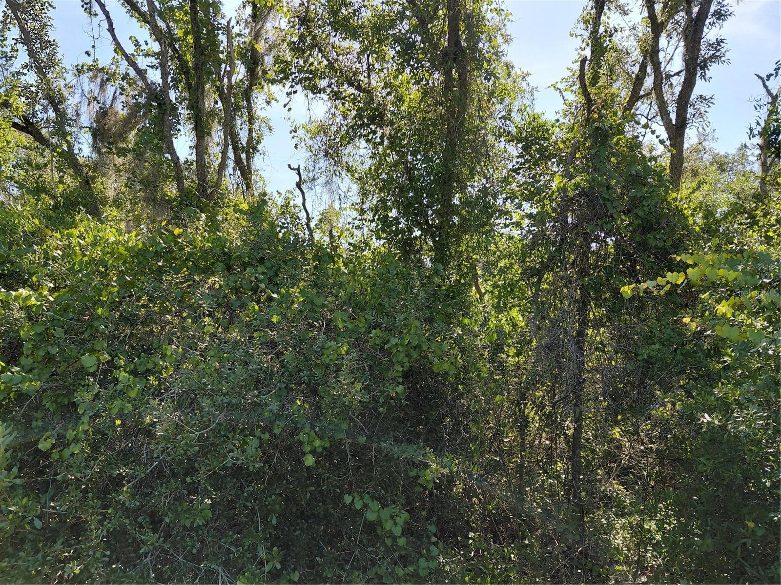 Wheystone Dr photo 4