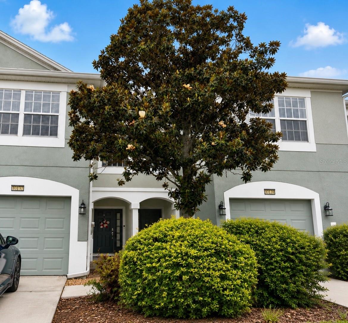 10137 Pink Palmata CT