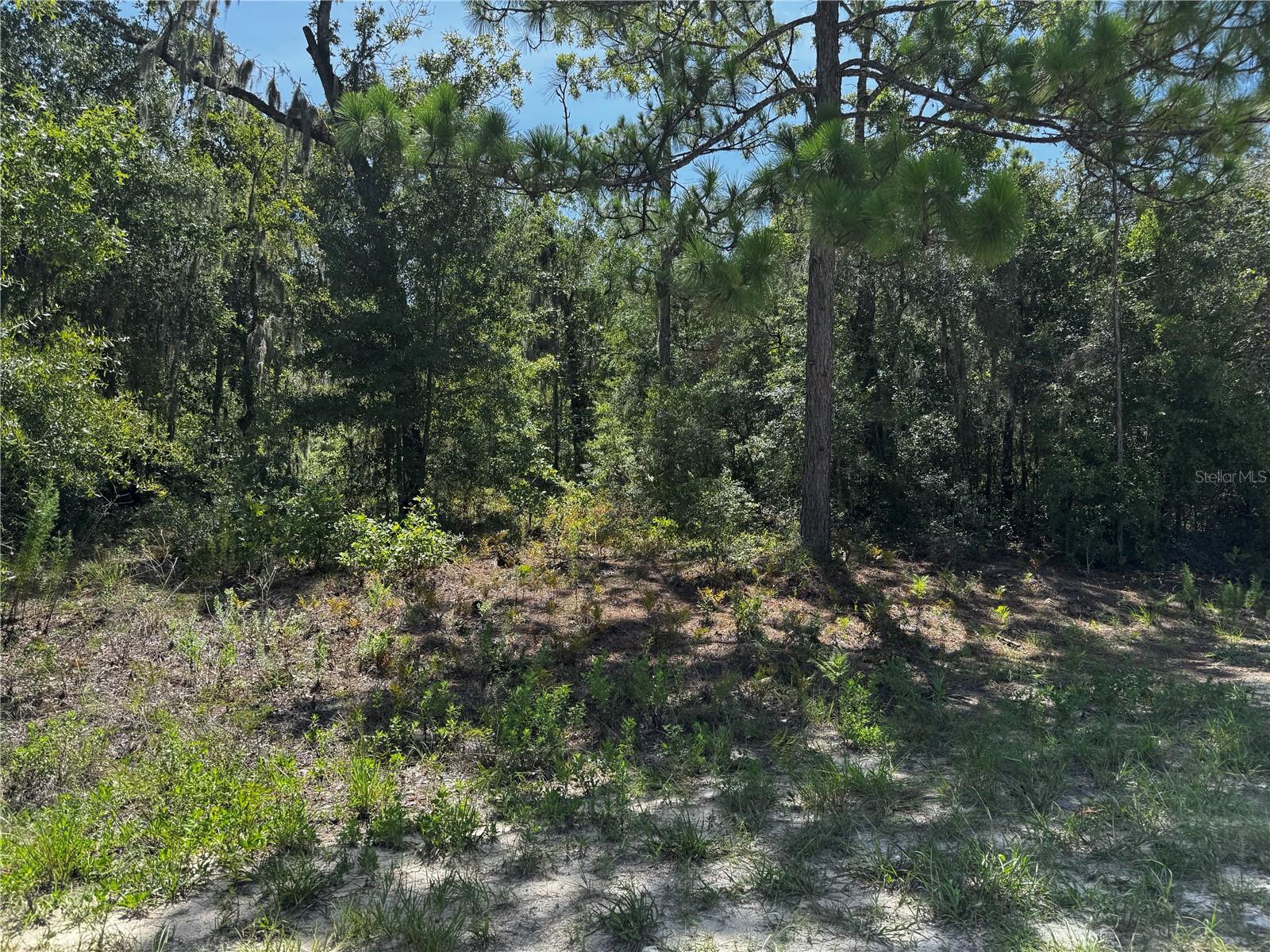 Crider Rd #3